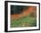 Autumn Color in the Mt. Rainier National Park, Washington, USA-William Sutton-Framed Photographic Print