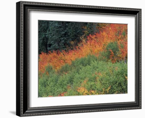 Autumn Color in the Mt. Rainier National Park, Washington, USA-William Sutton-Framed Photographic Print