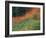 Autumn Color in the Mt. Rainier National Park, Washington, USA-William Sutton-Framed Photographic Print