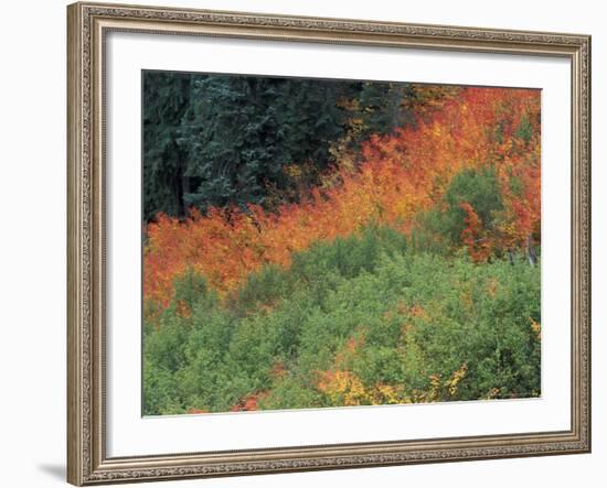 Autumn Color in the Mt. Rainier National Park, Washington, USA-William Sutton-Framed Photographic Print