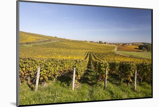 Autumn Color in the Vineyards of Sancerre, Cher, Centre, France, Europe-Julian Elliott-Mounted Photographic Print