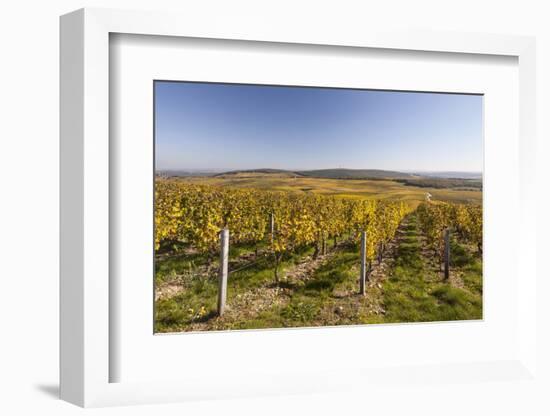 Autumn Color in the Vineyards of Sancerre, Cher, Centre, France, Europe-Julian Elliott-Framed Photographic Print