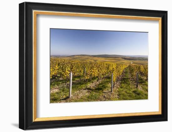 Autumn Color in the Vineyards of Sancerre, Cher, Centre, France, Europe-Julian Elliott-Framed Photographic Print