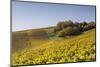 Autumn Color in the Vineyards of Sancerre, Cher, Centre, France, Europe-Julian Elliott-Mounted Photographic Print