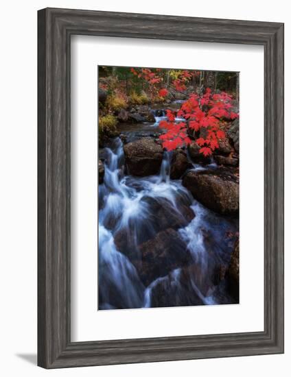 Autumn Color Jordan Steam Bar Harbor Maine Acadia National Park-Vincent James-Framed Photographic Print