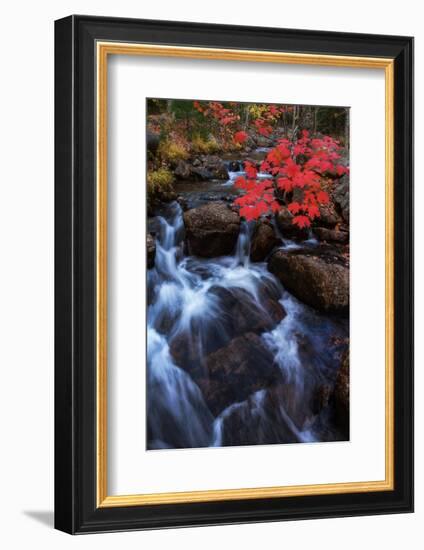 Autumn Color Jordan Steam Bar Harbor Maine Acadia National Park-Vincent James-Framed Photographic Print