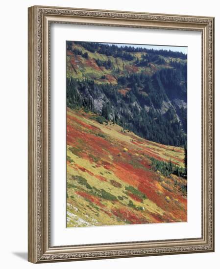 Autumn Color on Mountain Slope, Mt. Rainier National Park, Washington, USA-William Sutton-Framed Photographic Print