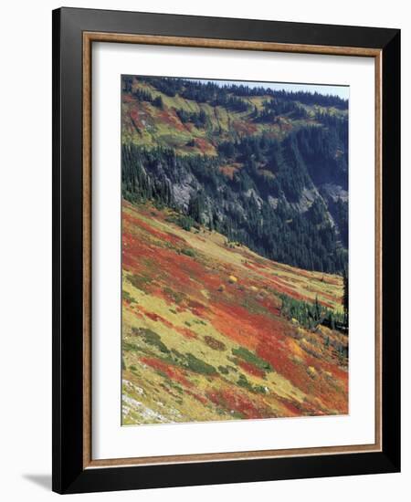 Autumn Color on Mountain Slope, Mt. Rainier National Park, Washington, USA-William Sutton-Framed Photographic Print