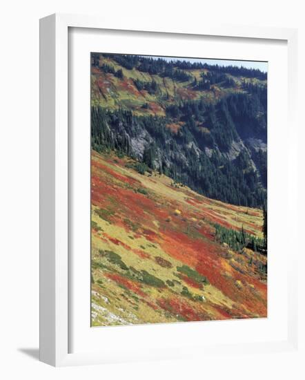 Autumn Color on Mountain Slope, Mt. Rainier National Park, Washington, USA-William Sutton-Framed Photographic Print