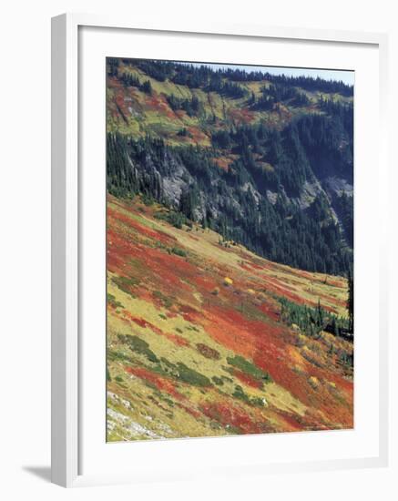 Autumn Color on Mountain Slope, Mt. Rainier National Park, Washington, USA-William Sutton-Framed Photographic Print