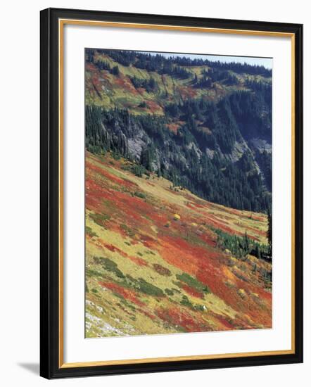 Autumn Color on Mountain Slope, Mt. Rainier National Park, Washington, USA-William Sutton-Framed Photographic Print