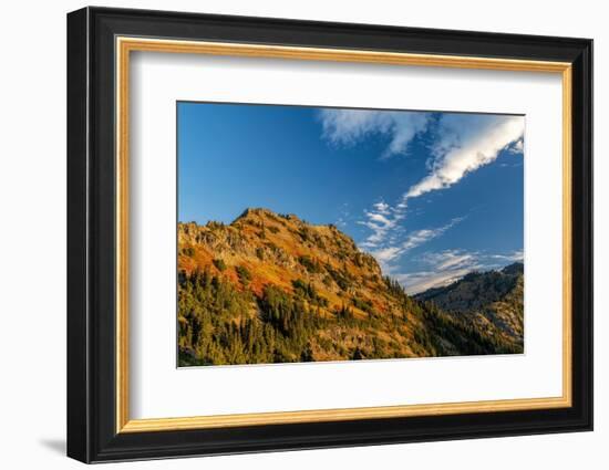 Autumn color on Yakima Peak in Mount Rainier National Park, Washington State, USA-Chuck Haney-Framed Photographic Print