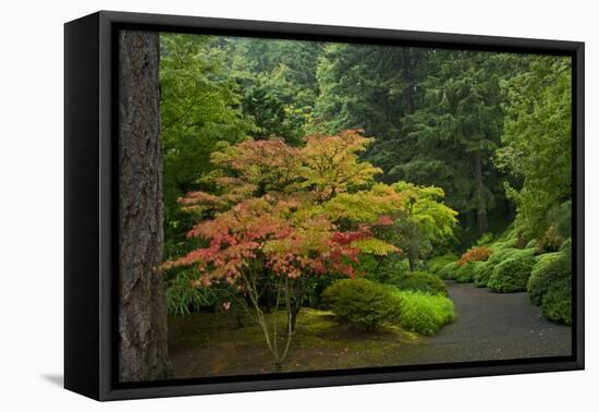 Autumn Color, Portland Japanese Garden, Portland, Oregon, USA-Michel Hersen-Framed Premier Image Canvas