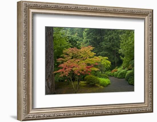 Autumn Color, Portland Japanese Garden, Portland, Oregon, USA-Michel Hersen-Framed Photographic Print