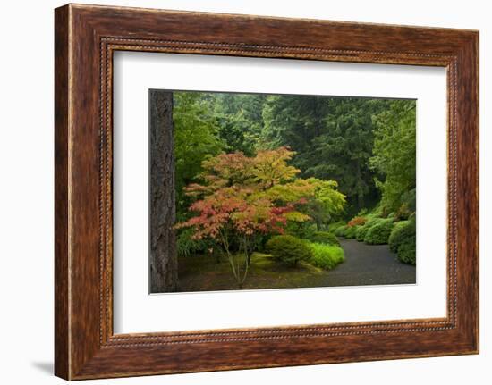 Autumn Color, Portland Japanese Garden, Portland, Oregon, USA-Michel Hersen-Framed Photographic Print