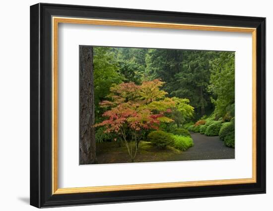 Autumn Color, Portland Japanese Garden, Portland, Oregon, USA-Michel Hersen-Framed Photographic Print