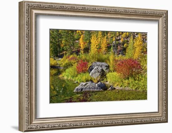 Autumn color, Tumwater Canyon, Wenatchee National Forest, Washington State, USA-Michel Hersen-Framed Photographic Print