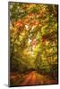 Autumn Colordul Path-Philippe Sainte-Laudy-Mounted Photographic Print