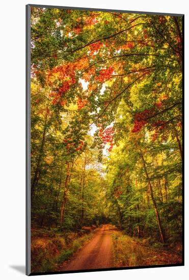 Autumn Colordul Path-Philippe Sainte-Laudy-Mounted Photographic Print