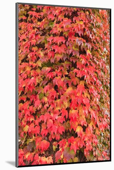 Autumn colored ivy decorating the front of The Fairmont Empress Hotel, Inner Harbor, Victoria, capi-Stuart Westmorland-Mounted Photographic Print