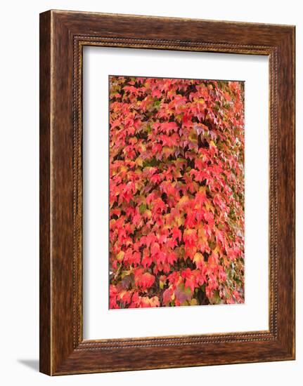 Autumn colored ivy decorating the front of The Fairmont Empress Hotel, Inner Harbor, Victoria, capi-Stuart Westmorland-Framed Premium Photographic Print