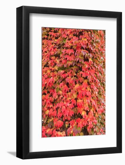 Autumn colored ivy decorating the front of The Fairmont Empress Hotel, Inner Harbor, Victoria, capi-Stuart Westmorland-Framed Premium Photographic Print