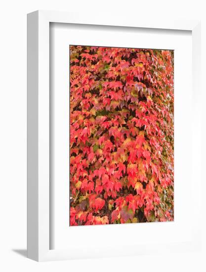 Autumn colored ivy decorating the front of The Fairmont Empress Hotel, Inner Harbor, Victoria, capi-Stuart Westmorland-Framed Premium Photographic Print