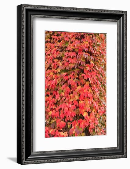 Autumn colored ivy decorating the front of The Fairmont Empress Hotel, Inner Harbor, Victoria, capi-Stuart Westmorland-Framed Premium Photographic Print