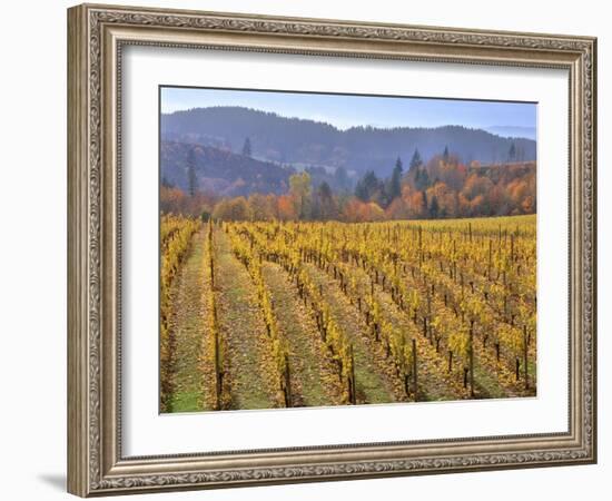 Autumn Colored Pinot Noir Grape Vines-Steve Terrill-Framed Photographic Print