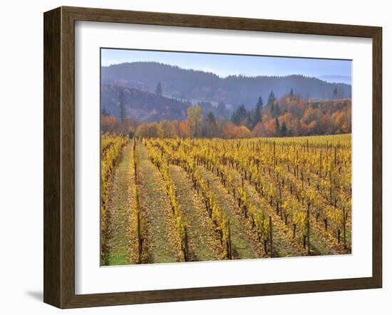 Autumn Colored Pinot Noir Grape Vines-Steve Terrill-Framed Photographic Print