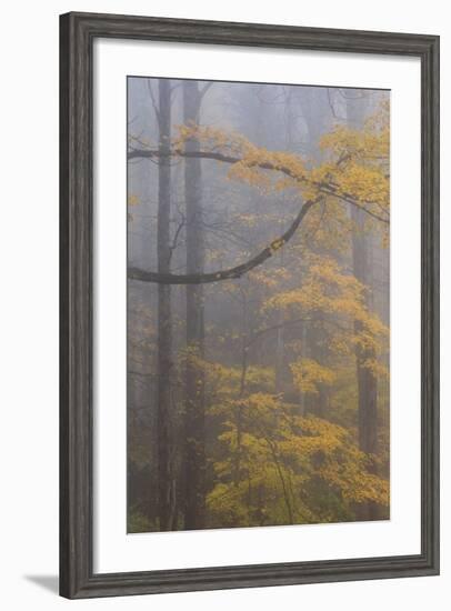 Autumn Colored Trees In Great Smoky Mountains National Park-Jay Goodrich-Framed Photographic Print