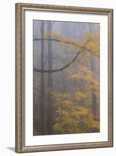 Autumn Colored Trees In Great Smoky Mountains National Park-Jay Goodrich-Framed Photographic Print