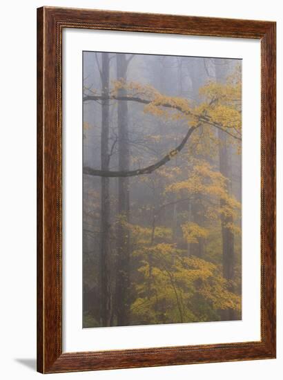 Autumn Colored Trees In Great Smoky Mountains National Park-Jay Goodrich-Framed Photographic Print