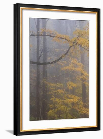 Autumn Colored Trees In Great Smoky Mountains National Park-Jay Goodrich-Framed Photographic Print