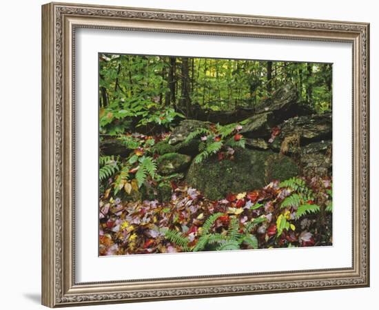 Autumn Colors and Boulders in the Green Mountains, Vermont, USA-Dennis Flaherty-Framed Photographic Print