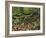 Autumn Colors and Boulders in the Green Mountains, Vermont, USA-Dennis Flaherty-Framed Photographic Print