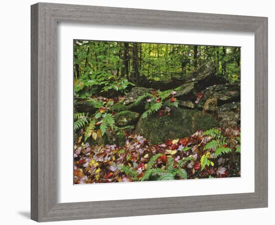 Autumn Colors and Boulders in the Green Mountains, Vermont, USA-Dennis Flaherty-Framed Photographic Print