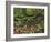 Autumn Colors and Boulders in the Green Mountains, Vermont, USA-Dennis Flaherty-Framed Photographic Print