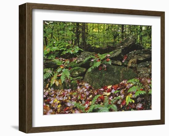 Autumn Colors and Boulders in the Green Mountains, Vermont, USA-Dennis Flaherty-Framed Photographic Print