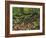 Autumn Colors and Boulders in the Green Mountains, Vermont, USA-Dennis Flaherty-Framed Photographic Print