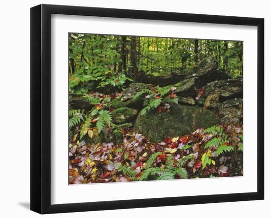 Autumn Colors and Boulders in the Green Mountains, Vermont, USA-Dennis Flaherty-Framed Photographic Print