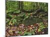 Autumn Colors and Boulders in the Green Mountains, Vermont, USA-Dennis Flaherty-Mounted Photographic Print