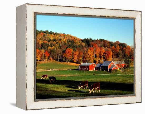 Autumn Colors and Farm Cows, Vermont, USA-Charles Sleicher-Framed Premier Image Canvas