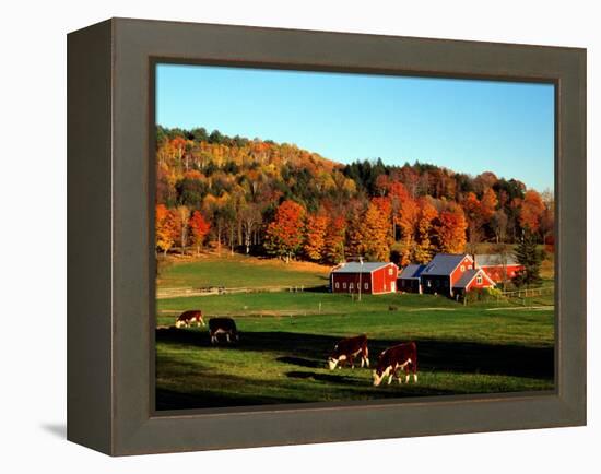 Autumn Colors and Farm Cows, Vermont, USA-Charles Sleicher-Framed Premier Image Canvas