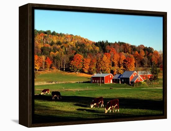 Autumn Colors and Farm Cows, Vermont, USA-Charles Sleicher-Framed Premier Image Canvas