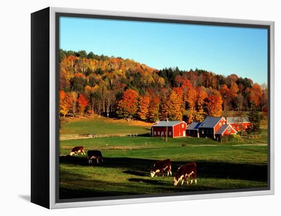 Autumn Colors and Farm Cows, Vermont, USA-Charles Sleicher-Framed Premier Image Canvas