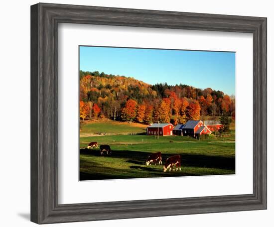 Autumn Colors and Farm Cows, Vermont, USA-Charles Sleicher-Framed Photographic Print