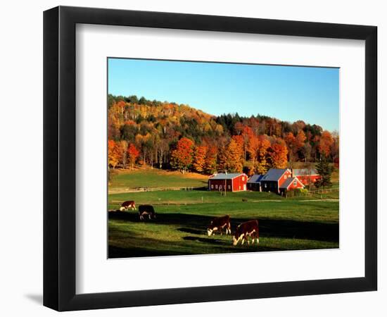 Autumn Colors and Farm Cows, Vermont, USA-Charles Sleicher-Framed Photographic Print