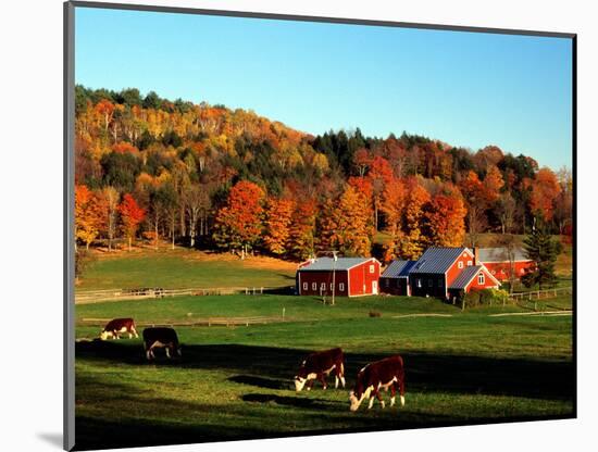 Autumn Colors and Farm Cows, Vermont, USA-Charles Sleicher-Mounted Photographic Print