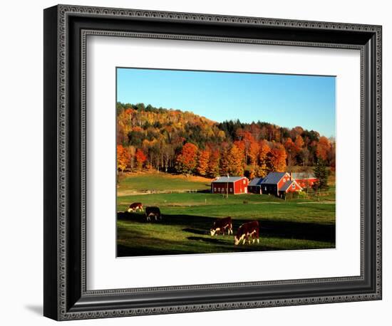 Autumn Colors and Farm Cows, Vermont, USA-Charles Sleicher-Framed Photographic Print